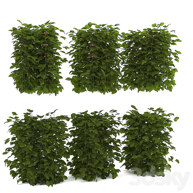 raspberry bushes - Bush - 3D model