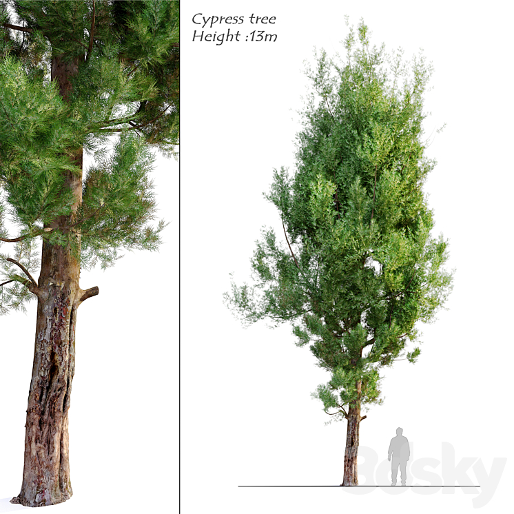 cypress tree_5 - Tree - 3D model