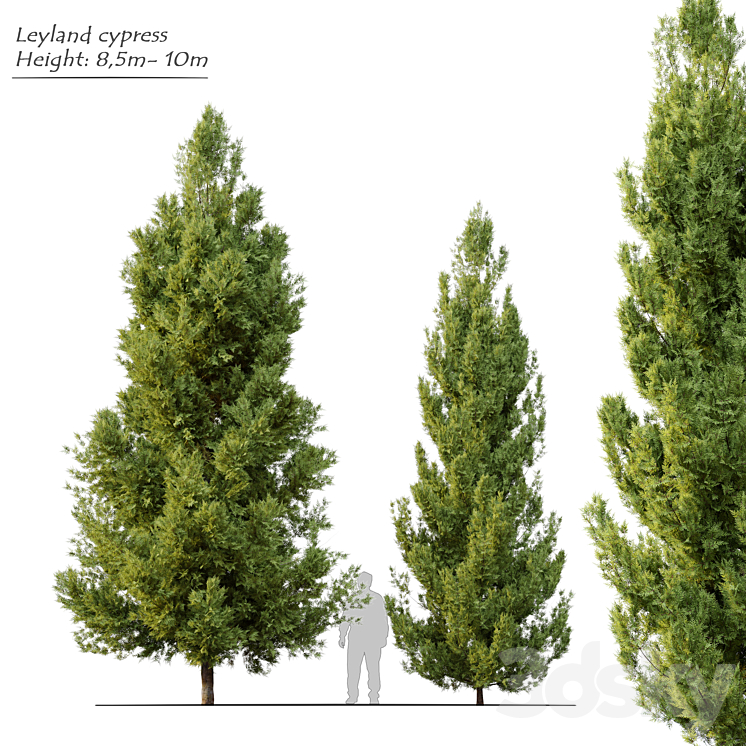 Leyland cypress - Tree - 3D model