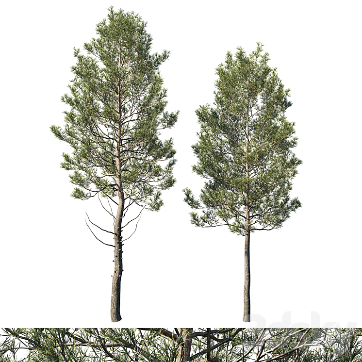 Cedrus Deodara 06 - Tree - 3D model