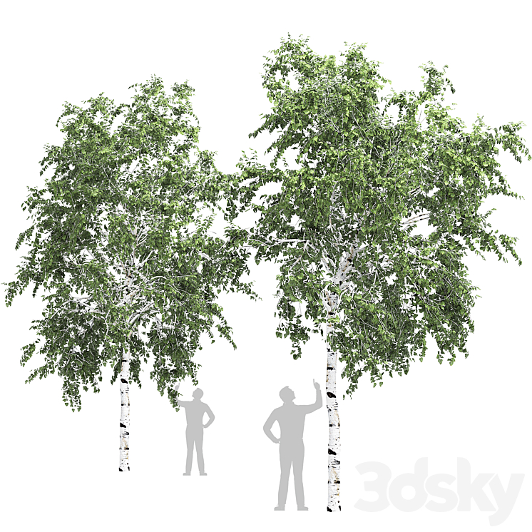 Birch tree set 5 - Tree - 3D model