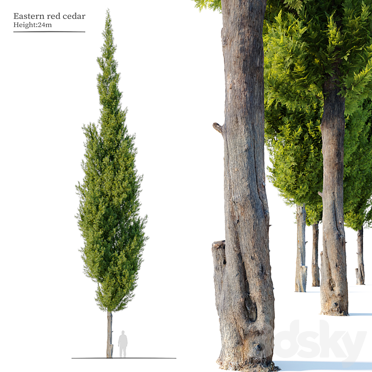 Eastern red cedar - Tree - 3D model