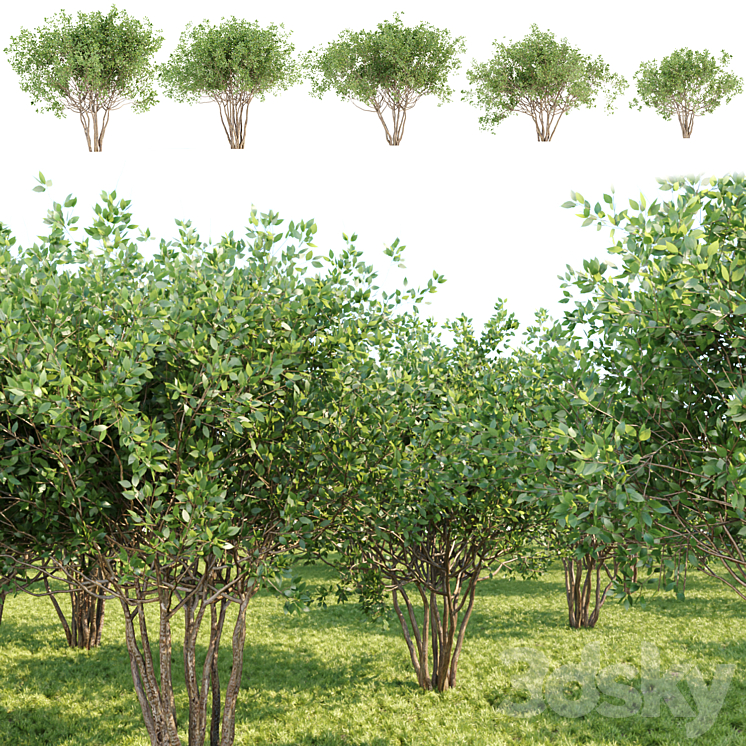collection of bushes vol 164 - Bush - 3D model