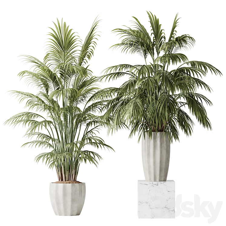 HQ Plants Areca Majesty Cat Reed Palm Set02 - Indoor - 3D model