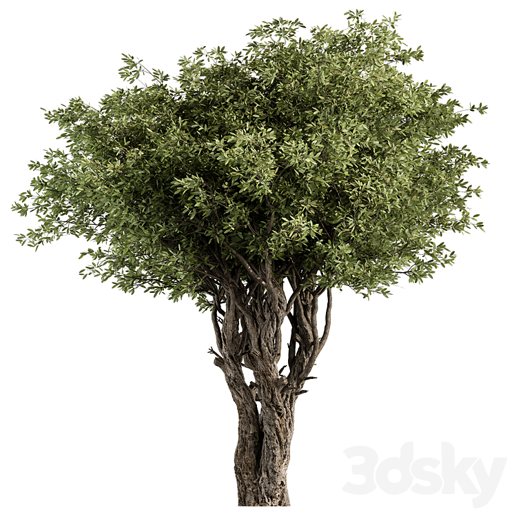 Tea Tree Set 270 - Tree - 3D model