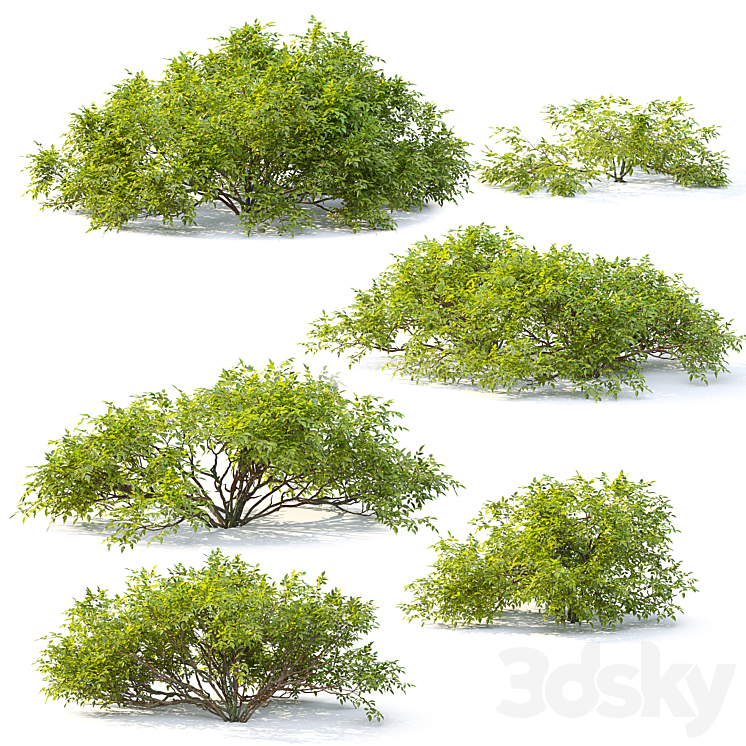 Bush collection 25 - Bush - 3D model