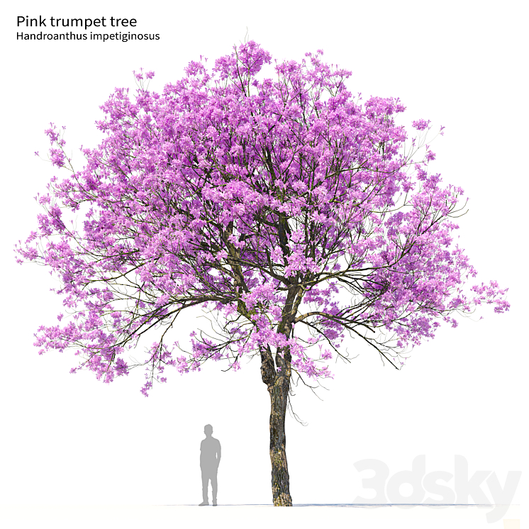 Pink Trumpet Tree 02 - Tree - 3D model