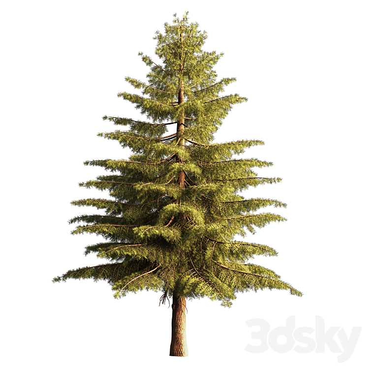 Pine Tree 01 - Tree - 3D model