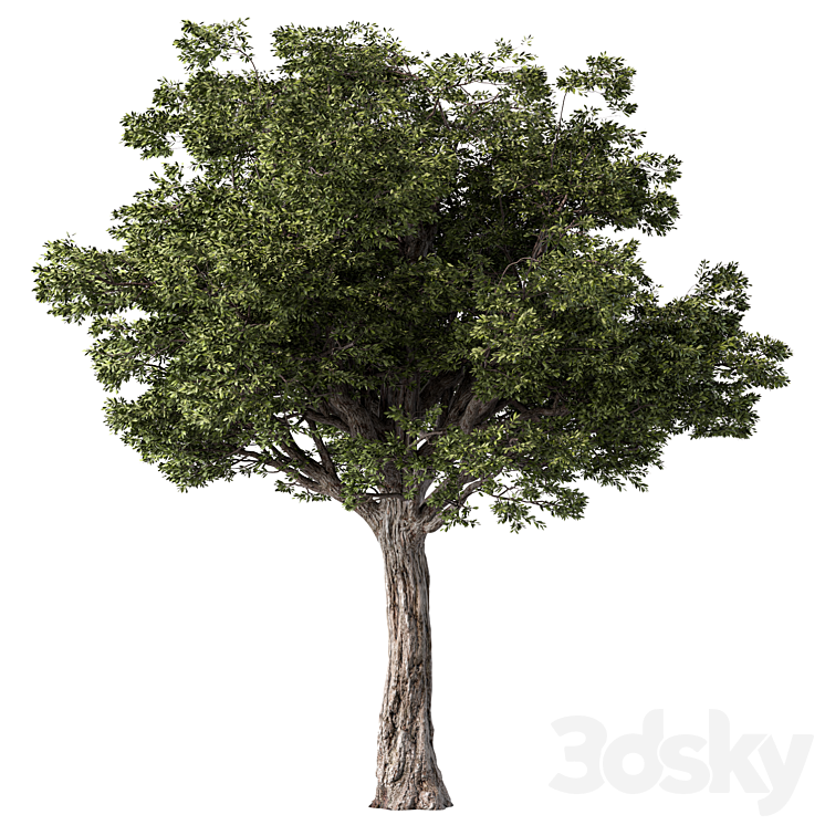 Tree Set.198 - Tree - 3D model