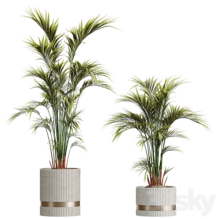 AV HousePlants Areca Majesty Cat Reed Palm - Indoor - 3D model