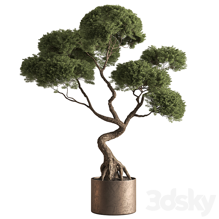 Indoor Plant 888 - Topiary Ball Tree - Indoor - 3D model