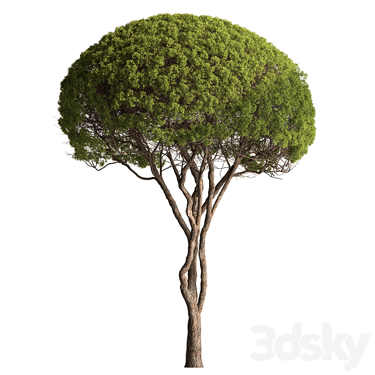 Topiary Ball Tree 423 - Tree - 3D model