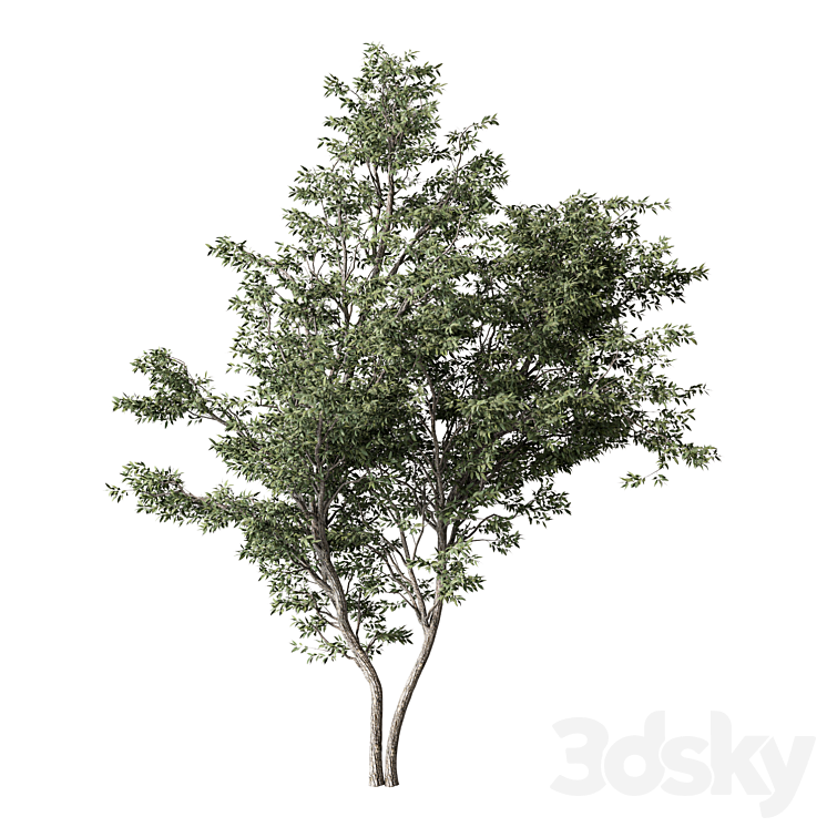 Tree Set.264 - Tree - 3D model