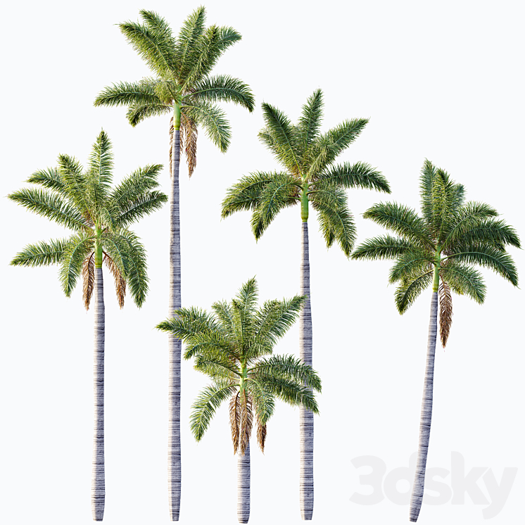 AV Roystonea Regia trees - Tree - 3D model