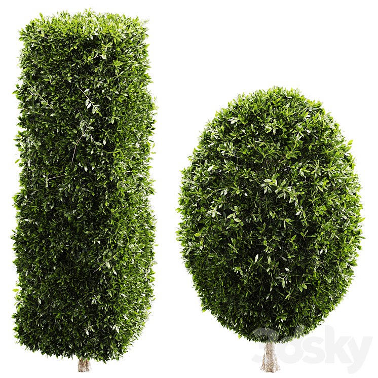 Topiary Boxwood Shrubs Rectangular Oval bush - Bush - 3D model