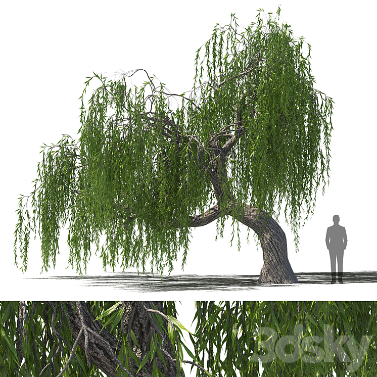 A weeping willow 7 meters tall - Tree - 3D model